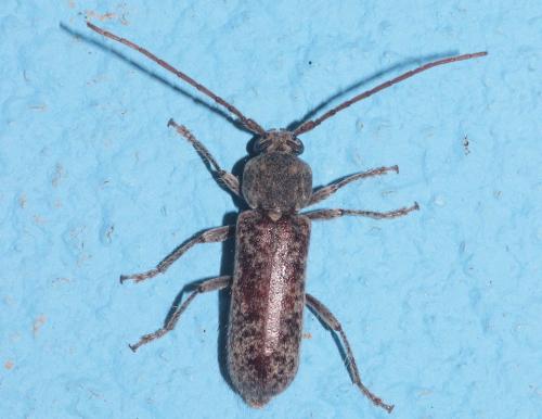 Trichoferus fasciculatus